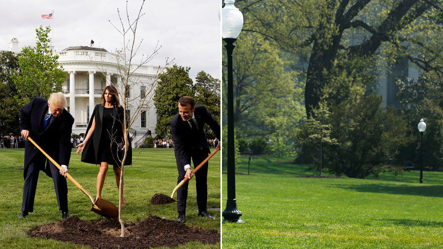 Tree planting