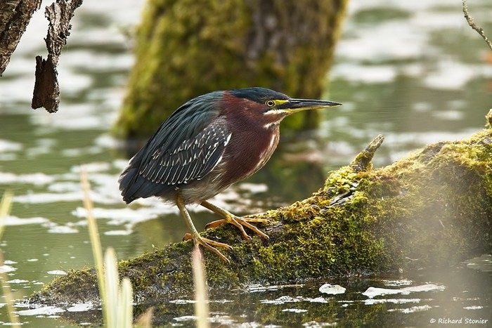 Green Heron