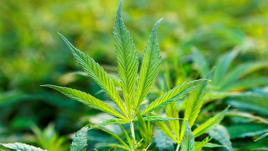 Weed