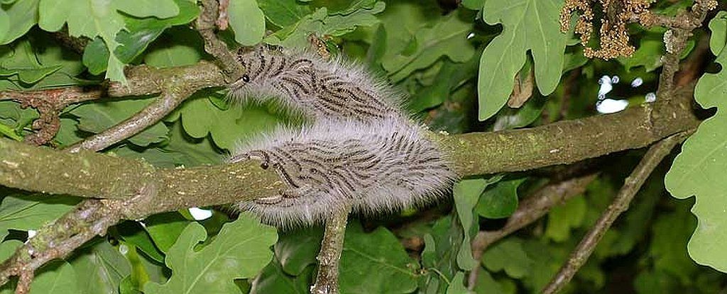 London invasion processionary moths