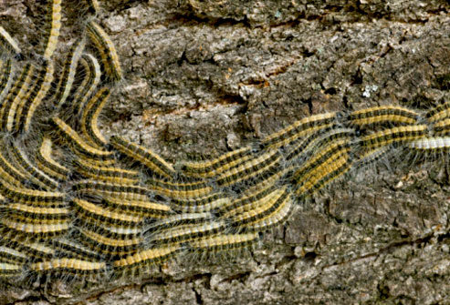 oak processionary moth