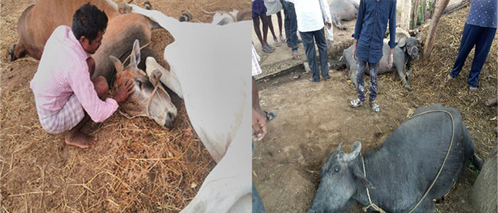 Farmer Balaiah with his dead cattle.