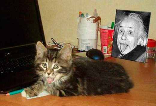 Click to enlarge Cat and Einstein
