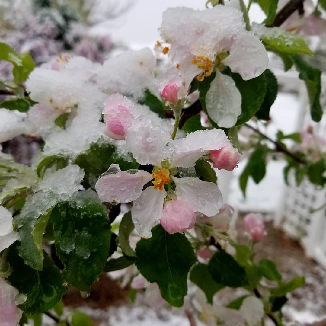 Click to enlarge snow