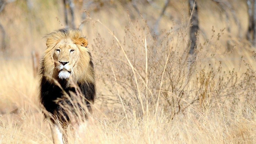 An African lion.