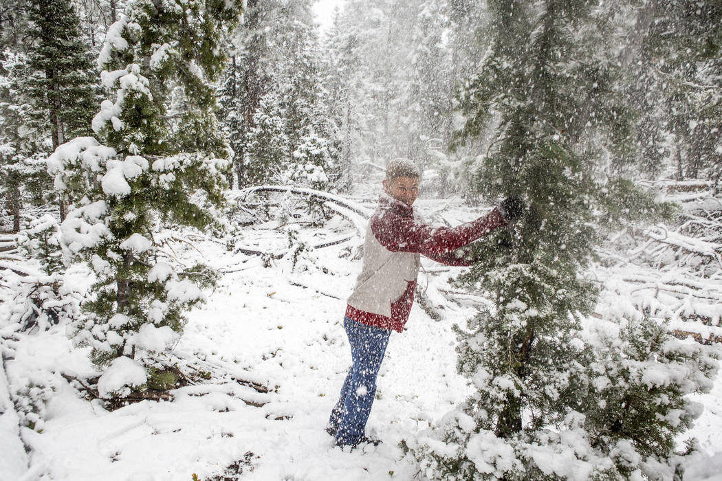 Click to enlarge Mount Charleston sees rare May snowfall