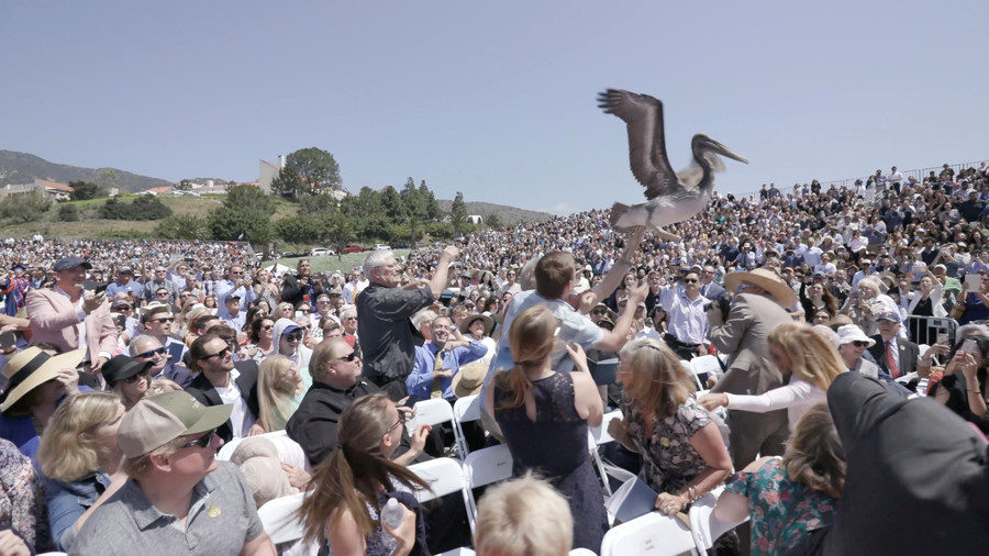 Pelican crash graduation