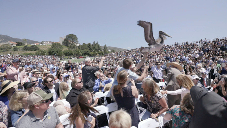 Click to enlarge Pelican crash graduation