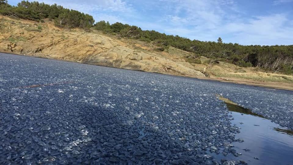 Click to enlarge Thousands of Velella velella near Barcelona
