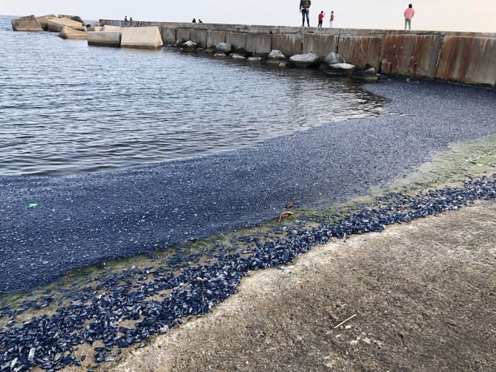 Click to enlarge Velella velella