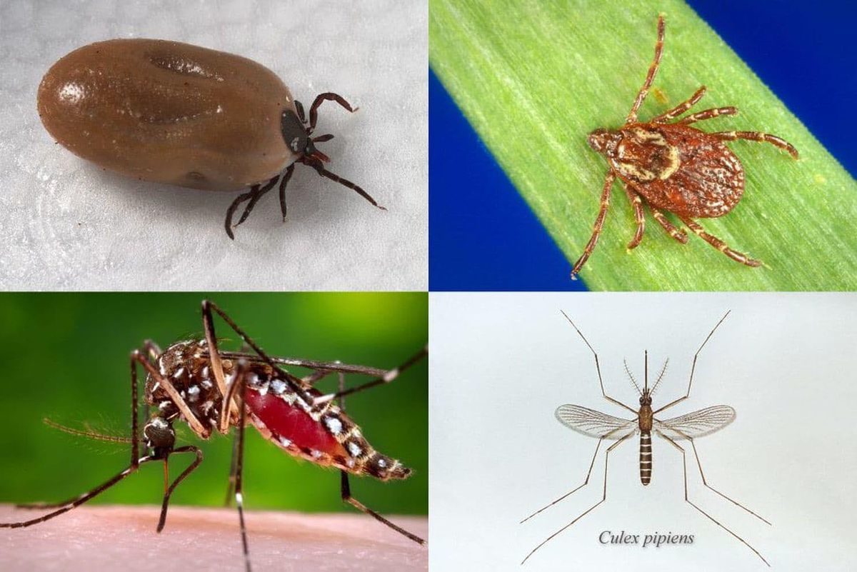 infections ticks mosquitoes