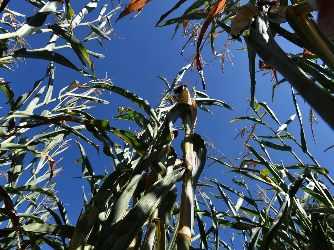 Click to enlarge plant communication networks