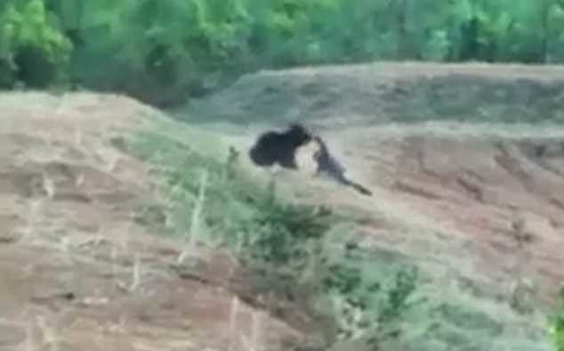 Click to enlarge Mr Bhatara can be seen trying to escape from the bear