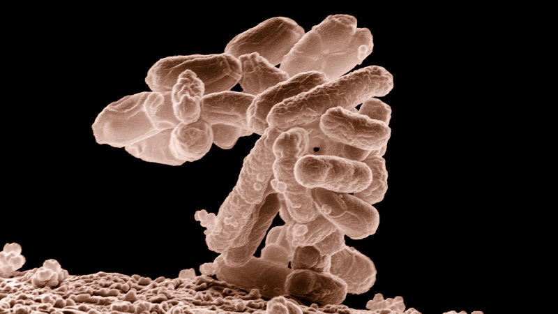 E. coli