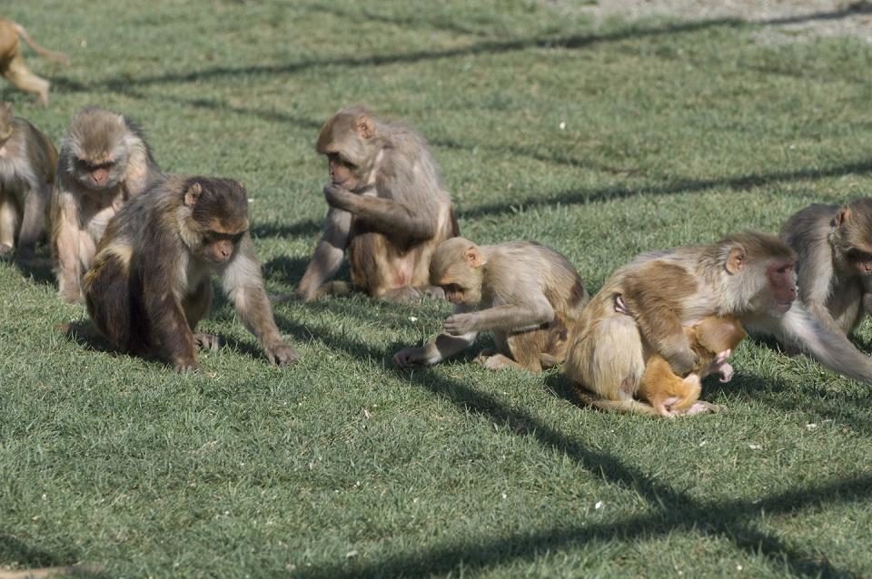Click to enlarge Rhesus macaques