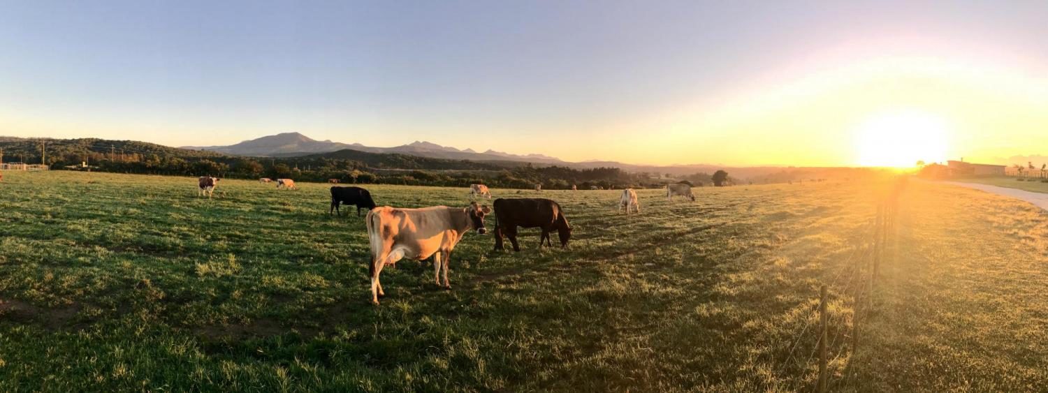 Click to enlarge cows in a field