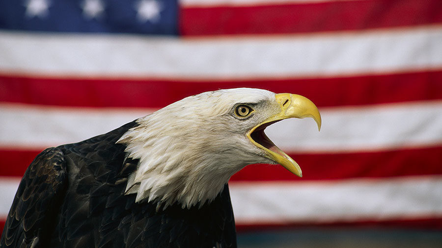 eagle american flag