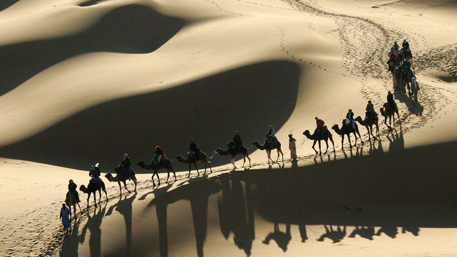 saudi camel caravan