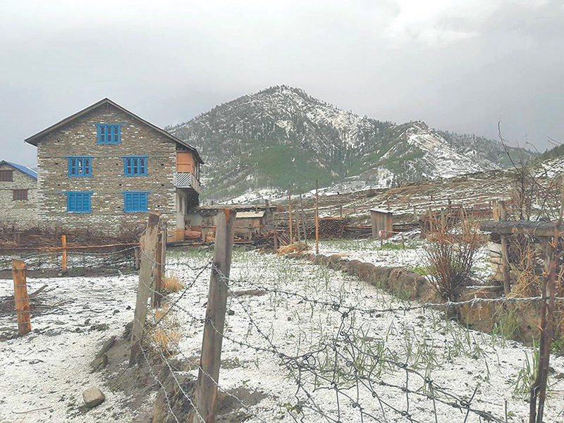 Click to enlarge Hailstorm blankets a farm in Jumla.