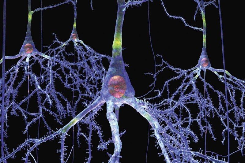 Click to enlarge neural connections