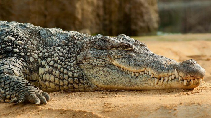 Crocodile