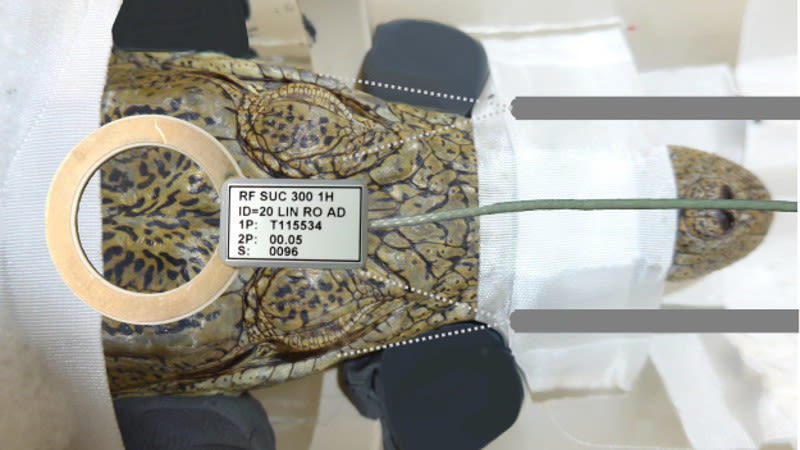 Click to enlarge Croc in MRI Scanner