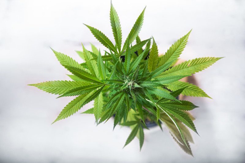 cannabis