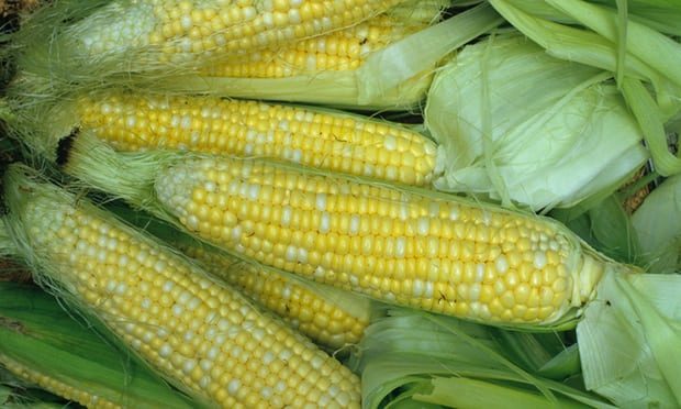 corn