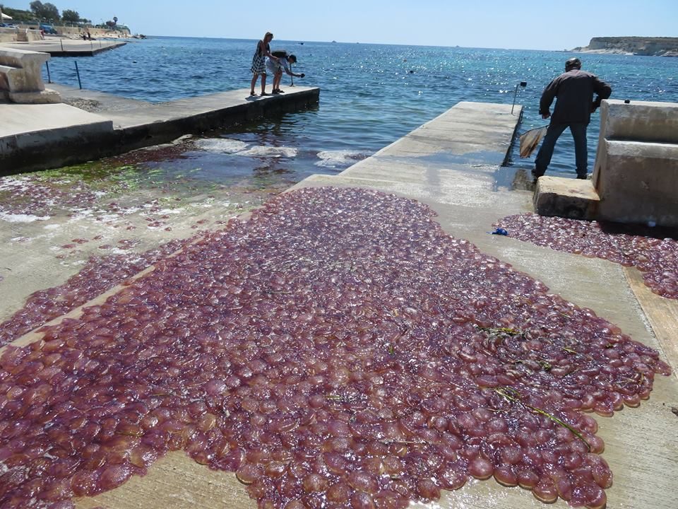 Jellyfish