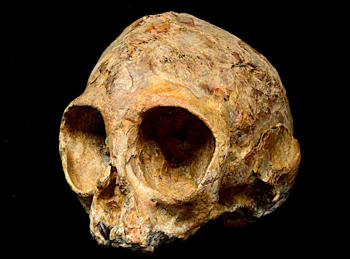 Click to enlarge Ape skull
