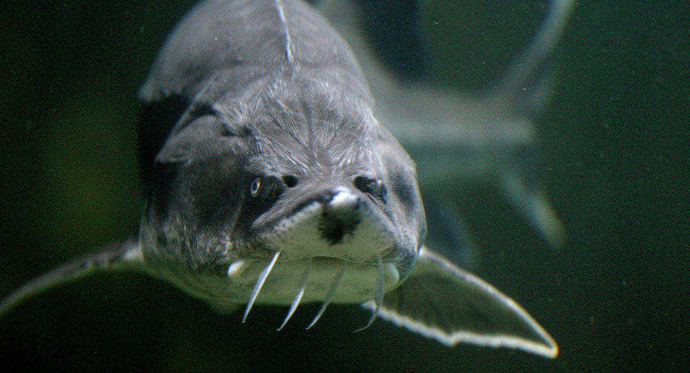 sturgeon
