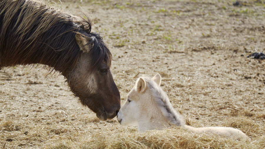 Wild horses are seen at the Oostvaardersplassen nature reserve