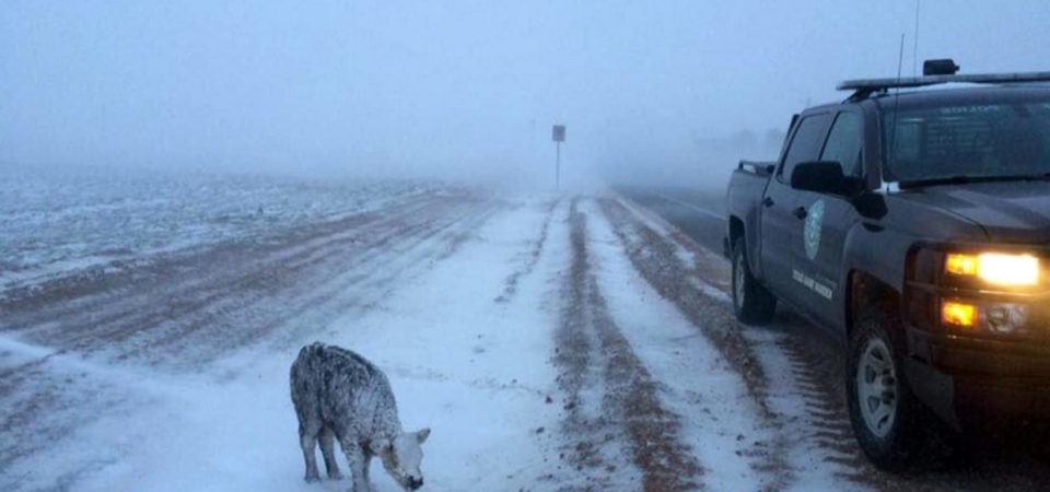 snow calf
