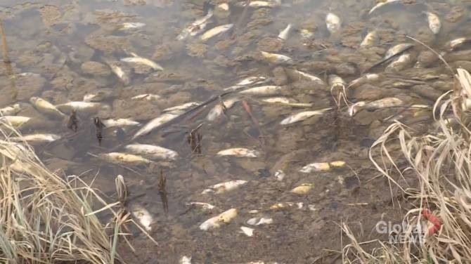 Thousands of dead fish have turned up at a lake northwest of Rocky Mountain House.