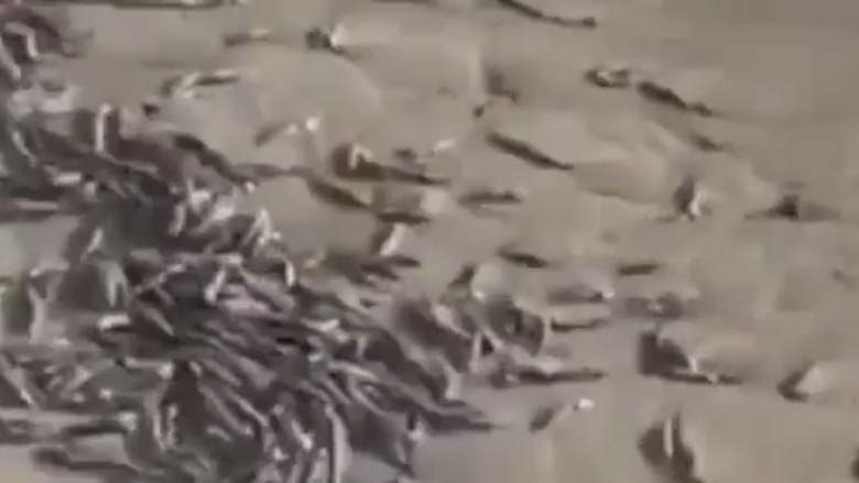 dead fish