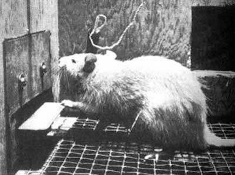 Click to enlarge rats dopamine
