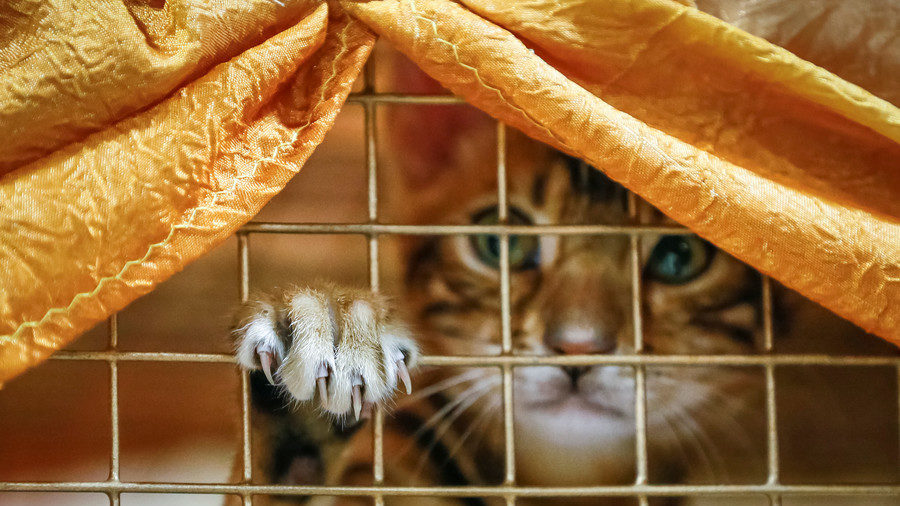 kitten