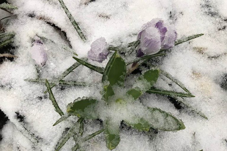 crocus
