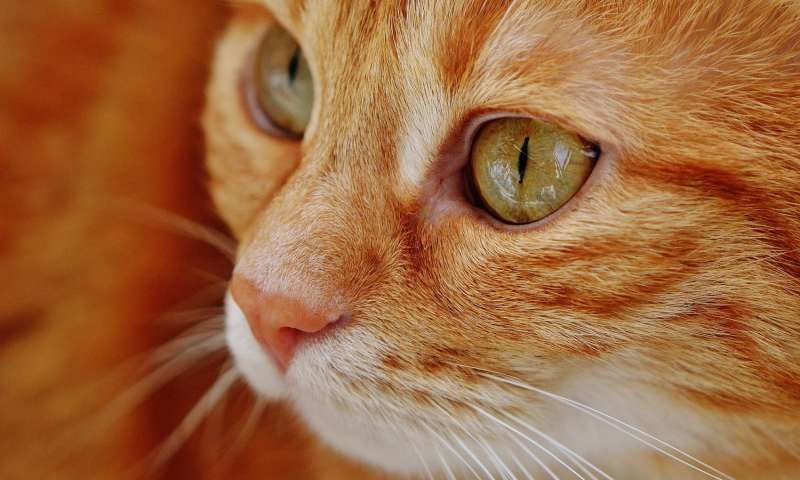 cat kitten