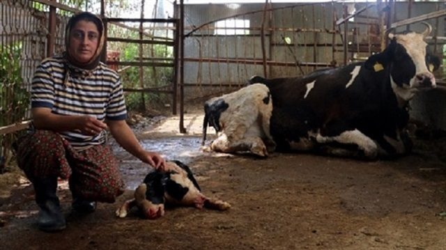 38-year-old Turkish farmer Fatma Öncel
