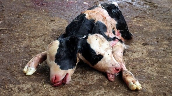 two headed calf