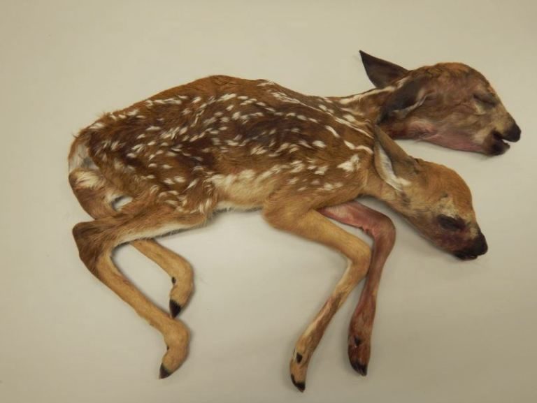 Two-headed deer