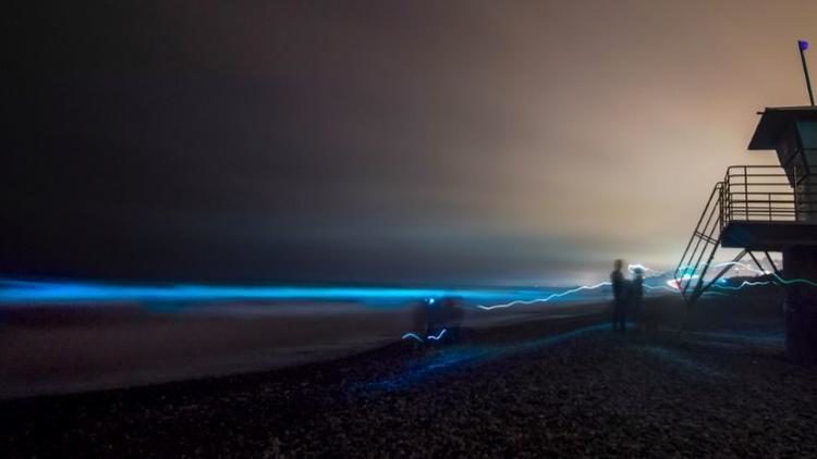 bioluminescence