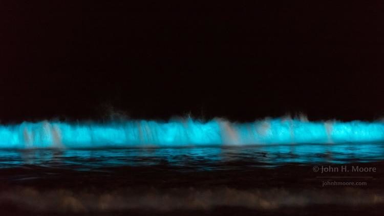 bioluminescent light