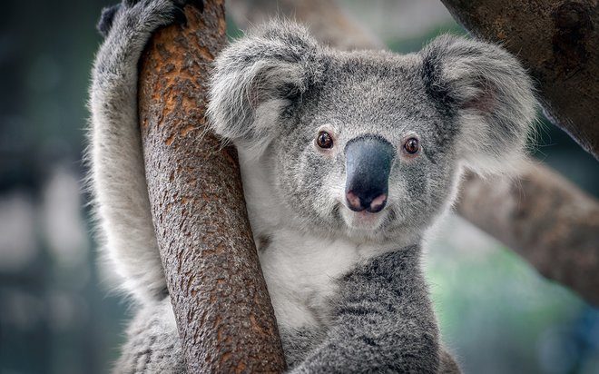 Koala bear in Australia