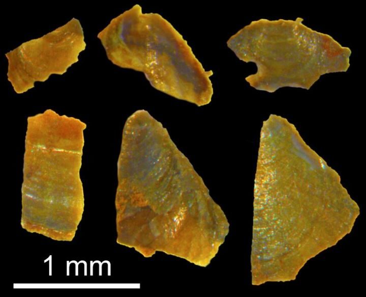 brachiopod fossils