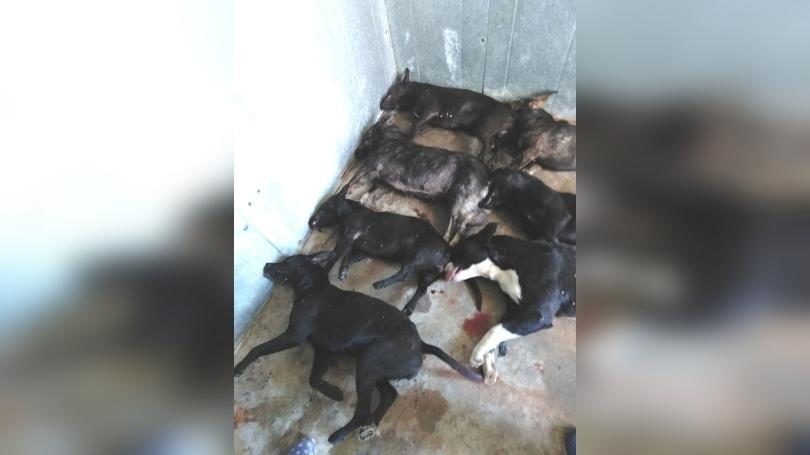 Click to enlarge dogs put down