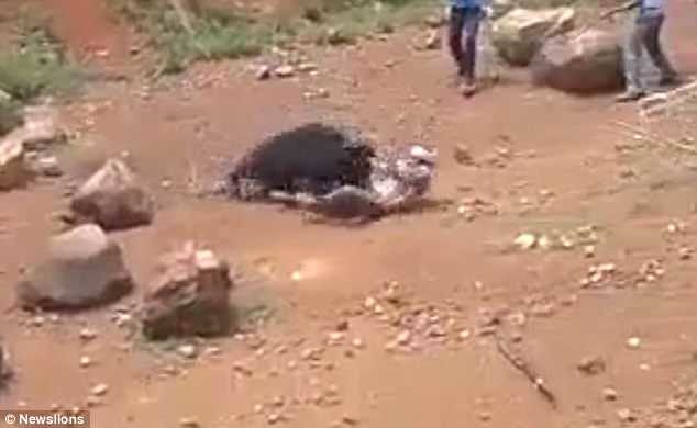 The man became trapped underneath the animal before a mob of men with sticks came to his rescue Facebook