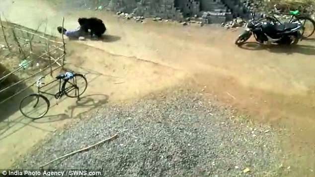 Click to enlarge The animal leaps onto the man who wrestles with it before fleeing down the street