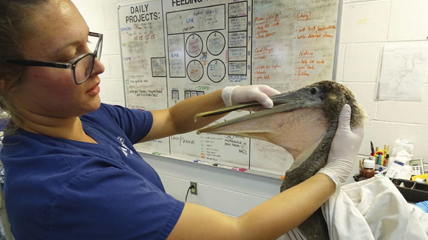 Devin Hanson, a rehabilitation technician with International Bird Rescue, examines a young, hungry and anemic brown pelican at a wildlife rehabilitation center in San Pedro.